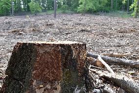 Log wood, bark beetle, Czech Republic