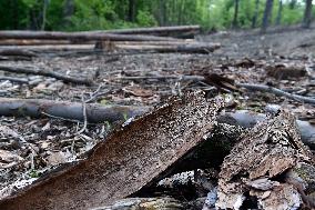 Log wood, bark beetle, Czech Republic