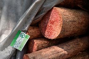 Log wood, bark beetle, Czech Republic