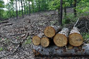 Log wood, bark beetle, Czech Republic