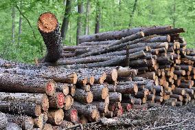 Log wood, bark beetle, Czech Republic