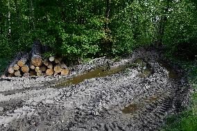 Log wood, bark beetle, Czech Republic