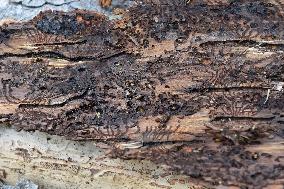 Log wood, bark beetle, Czech Republic