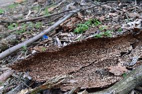 Log wood, bark beetle, Czech Republic