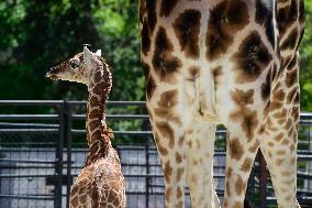 Rothschild giraffe calf, Giraffa camelopardalis rothschildi