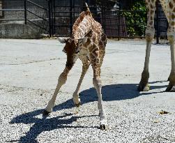 Rothschild giraffe calf, Giraffa camelopardalis rothschildi