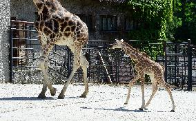 Rothschild giraffe calf, Giraffa camelopardalis rothschildi