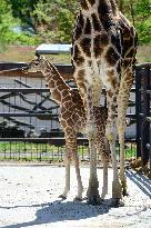 Rothschild giraffe calf, Giraffa camelopardalis rothschildi