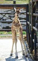 Rothschild giraffe calf, Giraffa camelopardalis rothschildi