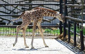 Rothschild giraffe calf, Giraffa camelopardalis rothschildi