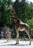 Rothschild giraffe calf, Giraffa camelopardalis rothschildi