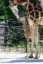 Rothschild giraffe calf, Giraffa camelopardalis rothschildi