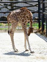 Rothschild giraffe calf, Giraffa camelopardalis rothschildi