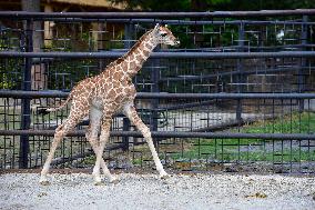 Rothschild giraffe calf, Giraffa camelopardalis rothschildi