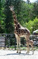 Rothschild giraffe calf, Giraffa camelopardalis rothschildi