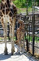 Rothschild giraffe calf, Giraffa camelopardalis rothschildi