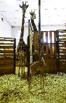 Rothschild giraffe calf, Giraffa camelopardalis rothschildi