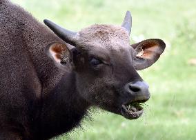 gaur (Bos gaurus)