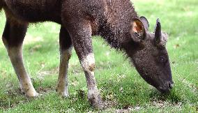 gaur (Bos gaurus)