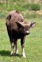 gaur (Bos gaurus)