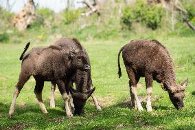 gaur (Bos gaurus), gaurs