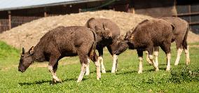 gaur (Bos gaurus), gaurs