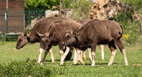 gaur (Bos gaurus), gaurs