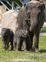 Asian elephant (Elephas maximus), elephants