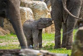 Asian elephant (Elephas maximus), elephants