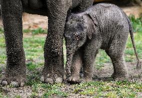 Asian elephant (Elephas maximus), elephants