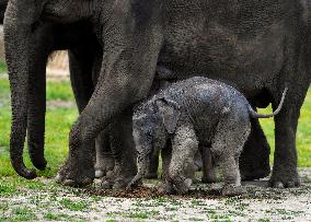 Asian elephant (Elephas maximus), elephants