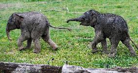 Asian elephant (Elephas maximus), elephants