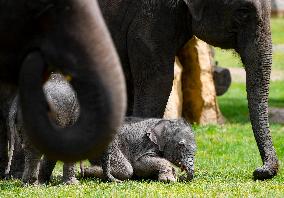 Asian elephant (Elephas maximus), elephants