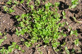 Common ChickweedStellaria media, flower, bloom