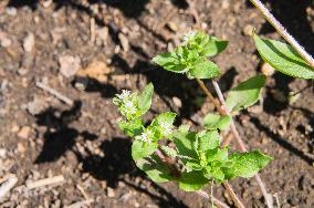 Common ChickweedStellaria media, flower, bloom