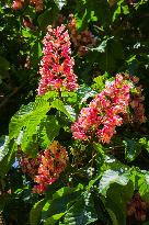 hybrid Red Horse Chestnut, Aesculus ﾗ carnea, tree, bloom