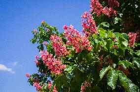 hybrid Red Horse Chestnut, Aesculus ﾗ carnea, tree, bloom