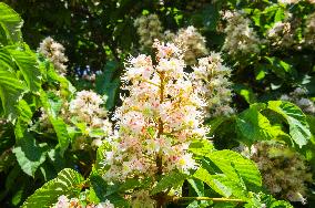 Horse-chestnut, Common, European Chestnut, Aesculus hippocastanum, tree, bloom