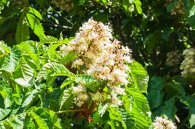 Horse-chestnut, Common, European Chestnut, Aesculus hippocastanum, tree, bloom