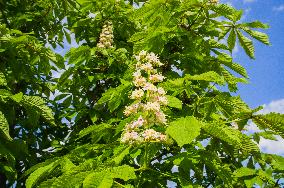 Horse-chestnut, Common, European Chestnut, Aesculus hippocastanum `Mertelik`, tree, bloom
