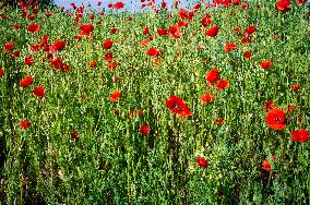 Papaver rhoeas, common poppy, corn poppy, corn rose, field poppy, Flanders poppy, red poppy