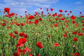 Papaver rhoeas, common poppy, corn poppy, corn rose, field poppy, Flanders poppy, red poppy