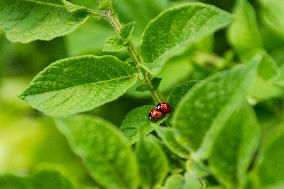 Ladybug, Coccinella septempunctata, animal, insect, nature, flowers, plants