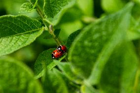 Ladybug, Coccinella septempunctata, animal, insect, nature, flowers, plants