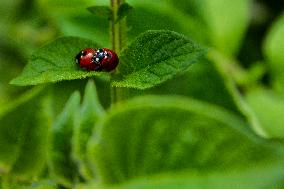 Ladybug, Coccinella septempunctata, animal, insect, nature, flowers, plants