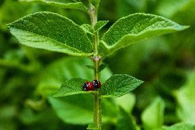 Ladybug, Coccinella septempunctata, animal, insect, nature, flowers, plants