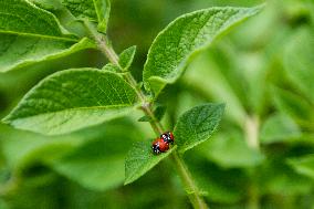 Ladybug, Coccinella septempunctata, animal, insect, nature, flowers, plants