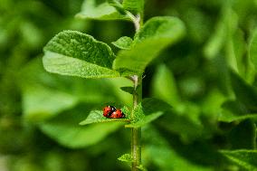 Ladybug, Coccinella septempunctata, animal, insect, nature, flowers, plants