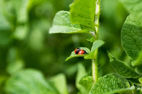 Ladybug, Coccinella septempunctata, animal, insect, nature, flowers, plants