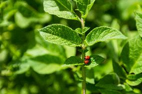 Ladybug, Coccinella septempunctata, animal, insect, nature, flowers, plants